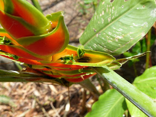 Héliconia de Wagner - Heliconia wagneriana