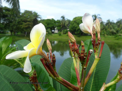 White Frangipani, Plumeria Spp.