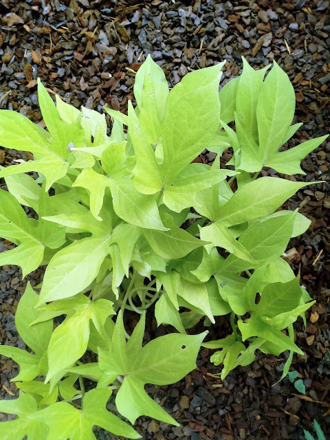 Ipomea o batata ornamental (Ipomoea batatas var. "Margarita").
