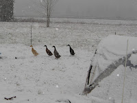 Ducks looking at all the snow and the snow covered duck coop in the foregaround