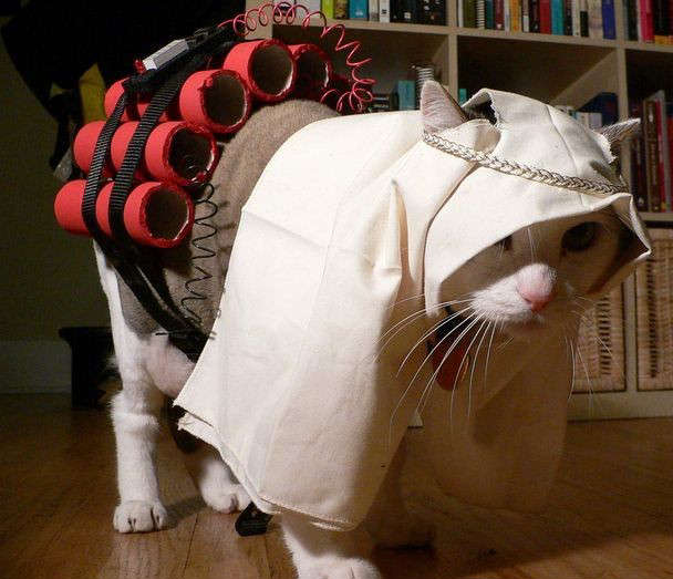 funny cat costumes