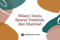 Nilam | Jenis, Syarat Tumbuh, dan Manfaat