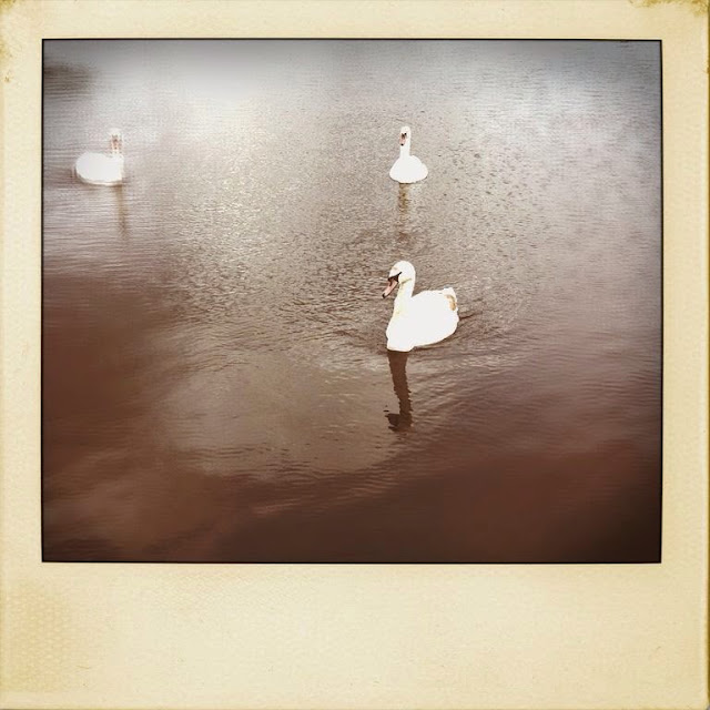 Swans