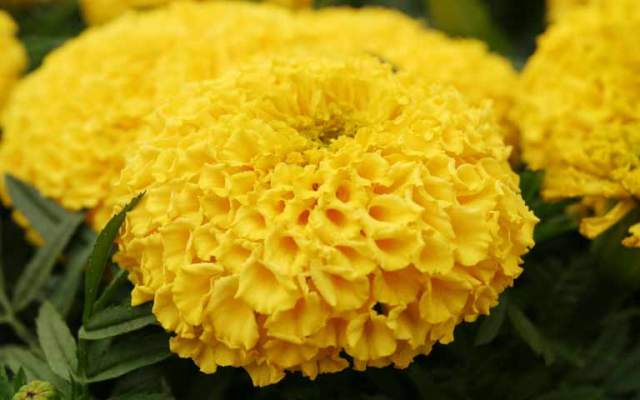 Pictures Of Flowers Marigold