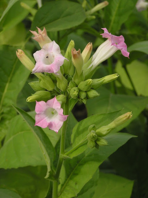 Hoa cây Thuốc Lá - Nicotiana tabacum - Nguyên liệu làm thuốc Có Chất Độc