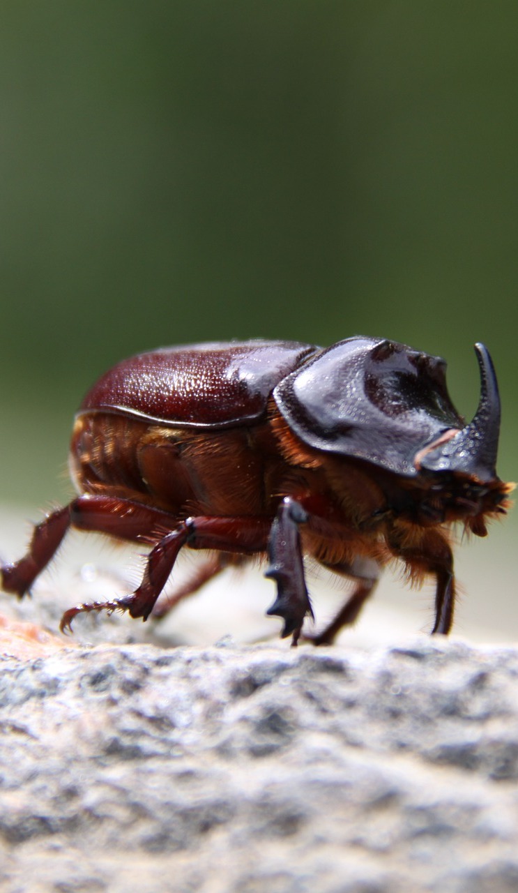 A male rhinoceros beetle.