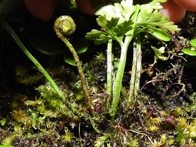 Fiddlehead of Asplenium ritoense