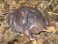 The purple frog