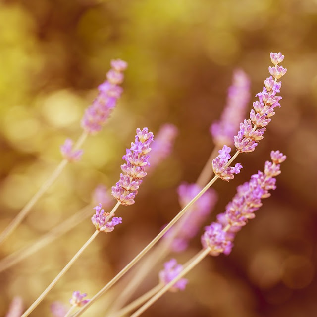 rametti di lavanda