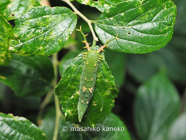 アカボシゴマダラ　幼虫