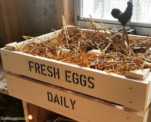 All About Chicken Coop Nesting Boxes Fresh Eggs Daily