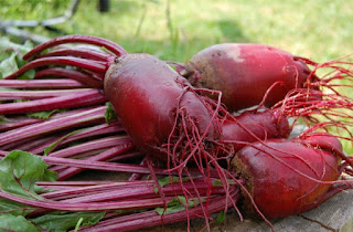 How to plant beets