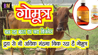 cow urine, cow urine business, गोमूत्र का बिजनेस, गोमूत्र, cow urine business