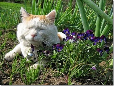 laziest_cat_in_the_world_01