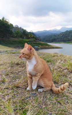 Kucing Waduk sermo