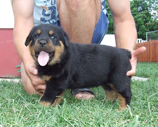 Rottweiler Puppy Picture