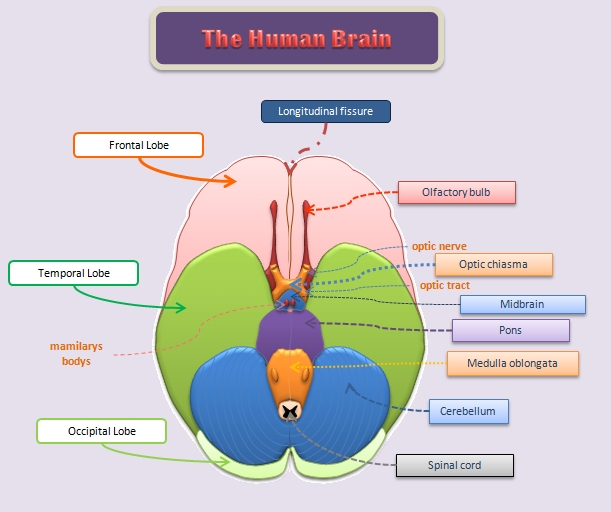 human brain diagram. of the human brain