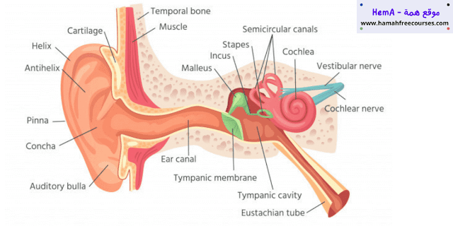 مكونات الجهاز السمعي