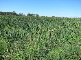 cattail marsh