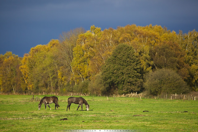 Horses in sunlit meadow against forest in fall colors