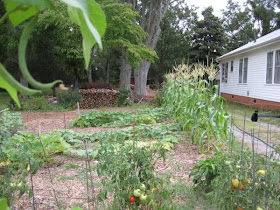 This year's garden