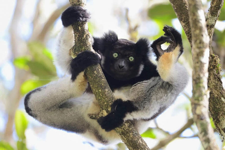 14 Entries To The 2017 Comedy Wildlife Photography Awards That Will Make You Laugh Your Heart Out - I’m Ok, Analamazaotra Special Reserve, Madagascar By Yamamoto Tsuneo