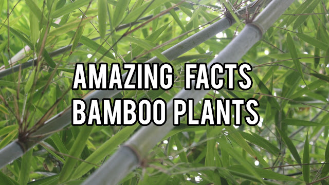 bamboo method pdf download - how to grow taller