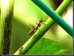 IMG_2044 copy