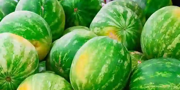 Watermelon Selection | റമദാനും വേനൽ കാലവും: വിപണിയിൽ നല്ല മധുരമുള്ള തണ്ണിമത്തൻ തിരഞ്ഞെടുക്കാൻ ചില നുറുങ്ങുകൾ ഇതാ!