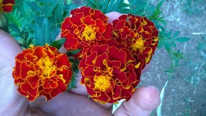 Not only are marigolds beautiful, but they are also beneficial to our gardens as a natural pest repellent by keeping both unwanted insects,  and other small animals from eating the leaves off of your plants.