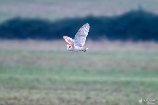 Barn owl