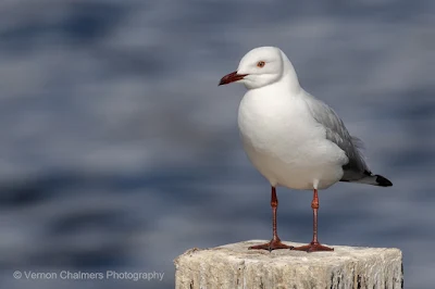 Gull - With Canon EOS R  : Processed in Lightroom Classic CC Version 8.2