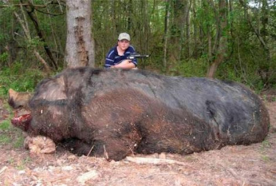  1,051-Pound Monster Hog