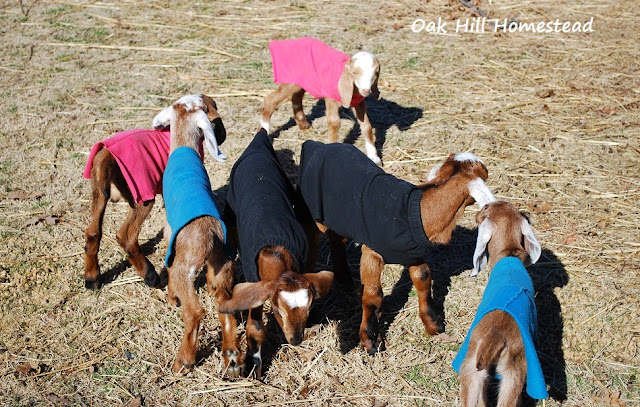 Goat kids in coats!