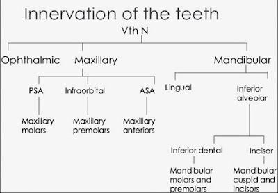nerve supply to teeth, innervation of teeth, nerve supply to pulp