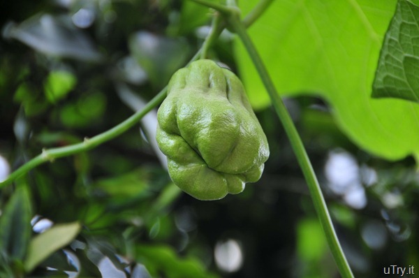 Chayote-Australia