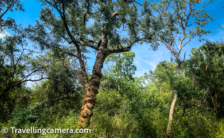 One of the biggest draws of the Amrabad Tiger Reserve is the opportunity to spot tigers in their natural habitat, although we didn't stop here for any safari as it was not the appropriate time and we had been hearing there are hardly any tiger sightings.