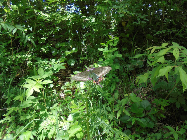 アザミに蜜を吸うカラスアゲハ