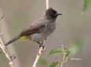 CLICK for more Bulbul Information from Kenya