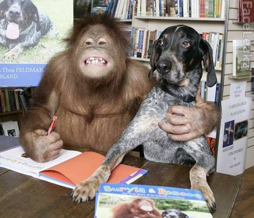 Persahabatan Langka Antara Seekor Orangutan Dengan Seekor Anjing -- foto -- faceleakz