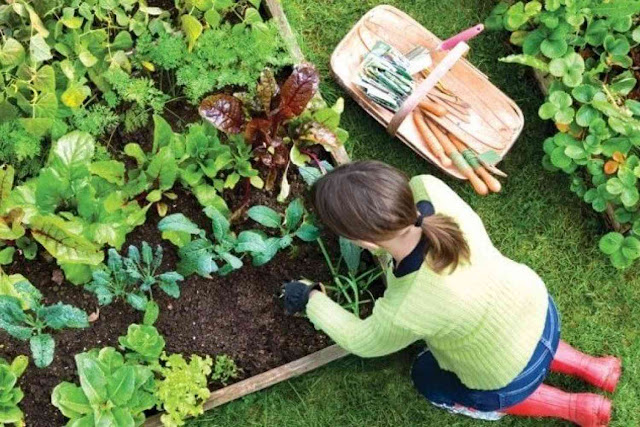 Gardening for beginners tips