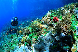 Taman Laut Selat Pantar Alor Nusa Tenggara Timur. ZonaAero