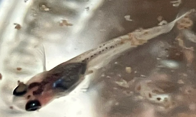 ラズリーメダカ 稚魚 ４０日目
