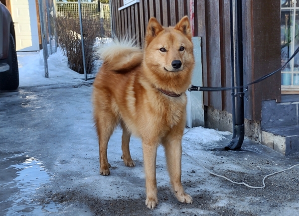 finsk spets