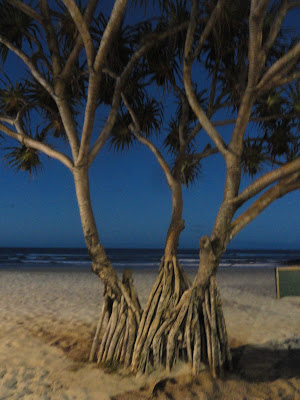 trees on a beach at night, roots showing