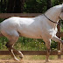 II Encontro Equestre de Macedo de Cavaleiros 