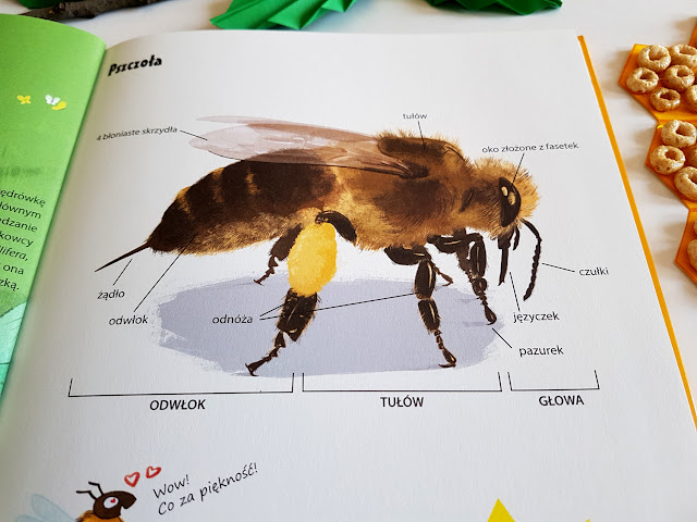 Wszystko o pszczołach -Wszystko o niedźwiedziach - Wydawnictwo Dragon Dla Dzieci - Guichard Jack, Xenard Carole, Francois Moutou-książeczki dla dzieci - Dzień Pszczoły - Dzień Misia - prace plastyczne - zabawy sensoryczne