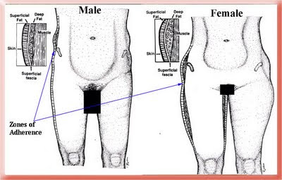 superficial fascial system zones of adherence