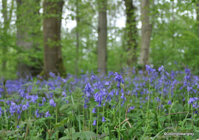 Sea of Bluebells