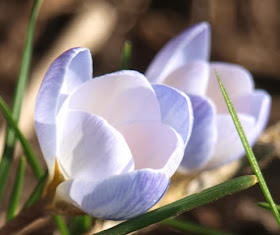 Botaniske krokus "Blue Pearl" er en af de tidligste blomster i haven